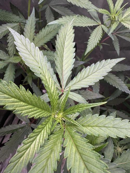 Dutch Passion. Week 6