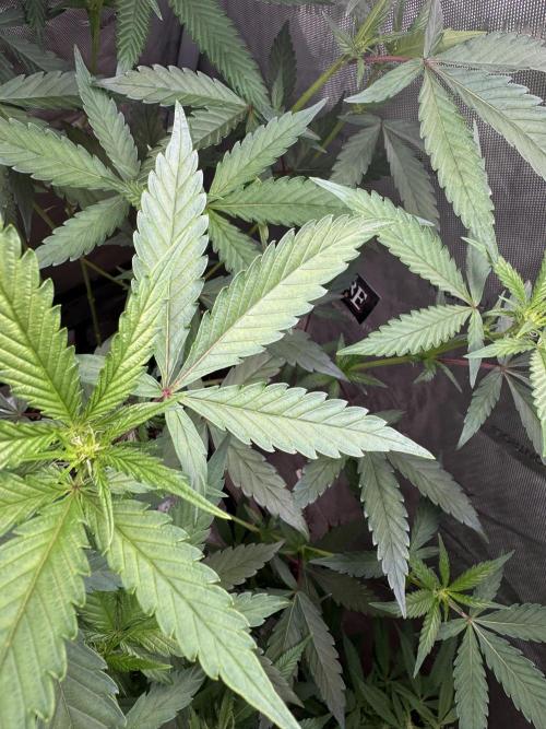 Dutch Passion. Week 6