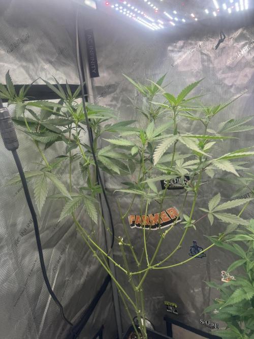 Dutch Passion. Week 6