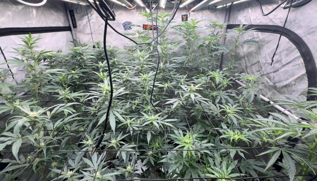 Dutch Passion. Week 7