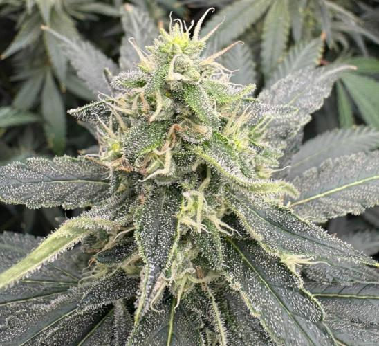 Sweet seeds. Week 15