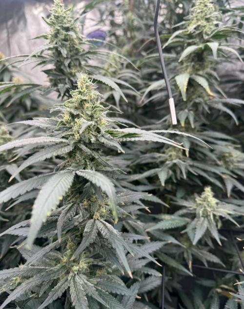 Sweet seeds. Week 15