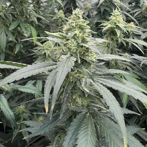 Sweet seeds. Week 15