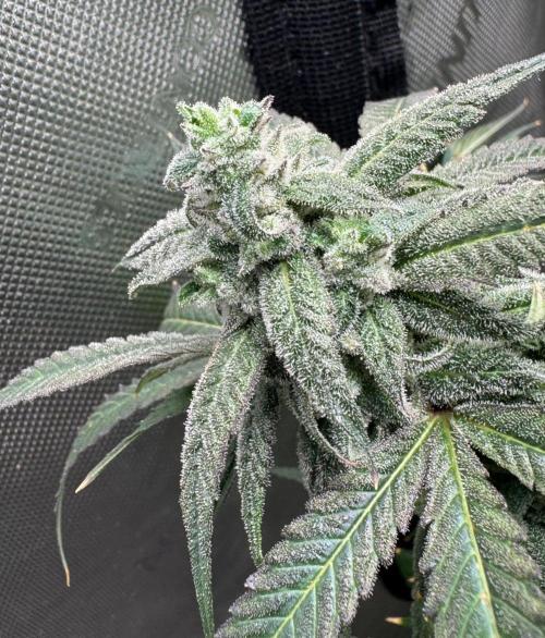 Square One Genetics. Week 15 - Pheno 1