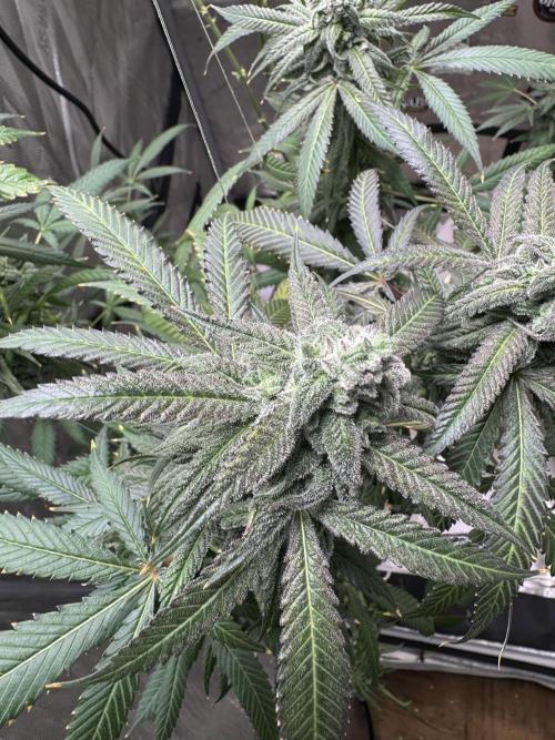 Square One Genetics. Week 16 - Pheno 1 the mutant