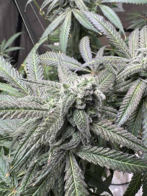 Square One Genetics. Week 16 - Pheno 1 the mutant