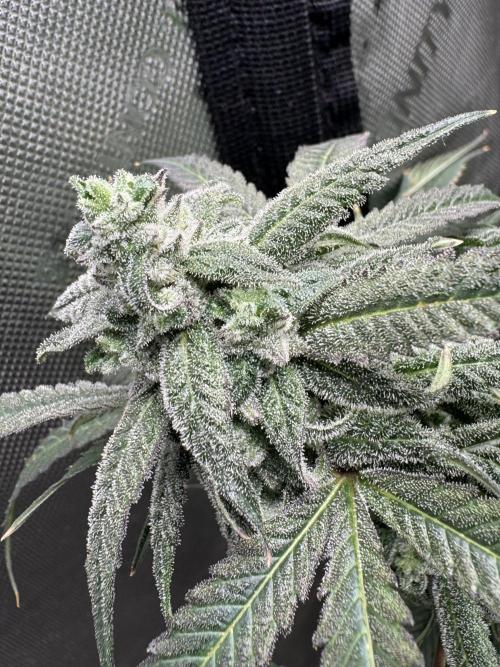 Square One Genetics. Week 16 - Pheno 1 the mutant