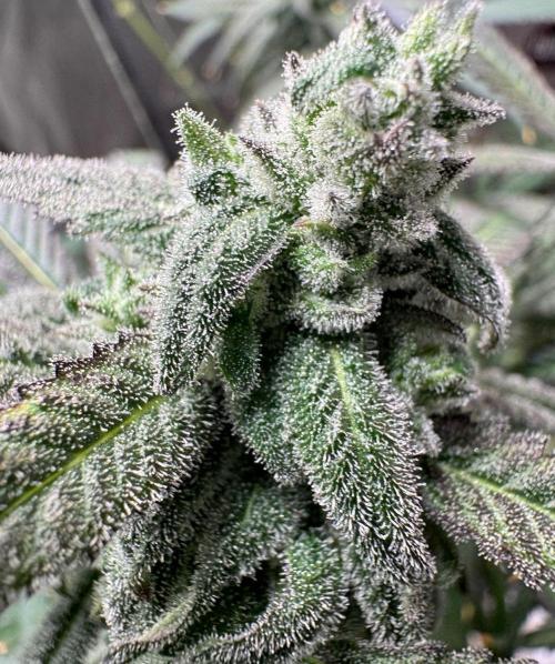 Square One Genetics. Week 16 - Pheno 1 the mutant