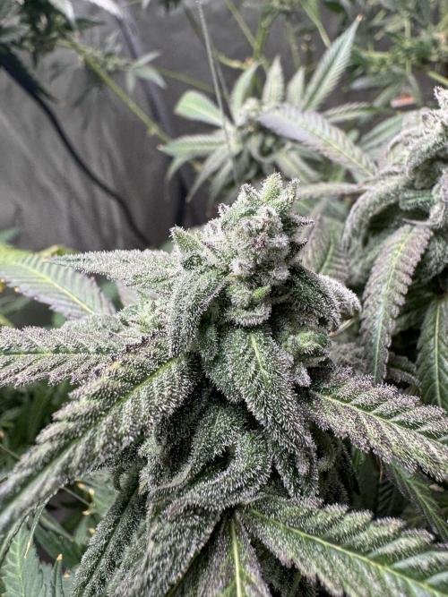 Square One Genetics. Week 16 - Pheno 1 the mutant