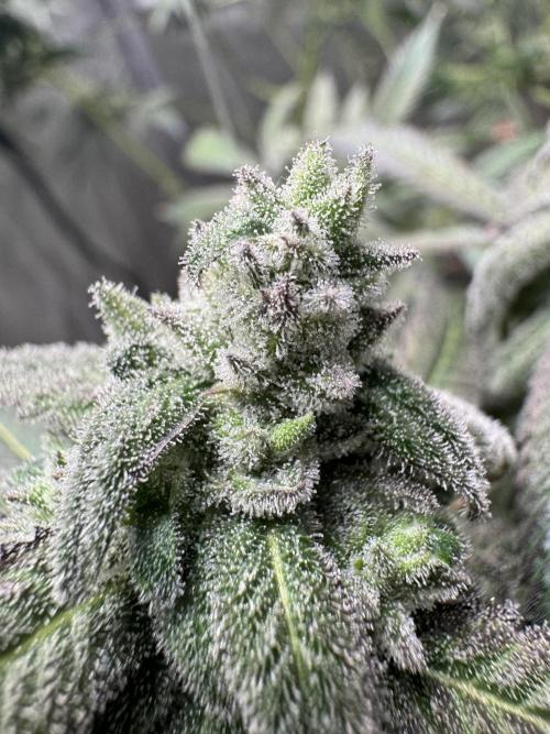 Square One Genetics. Week 16 - Pheno 1 the mutant