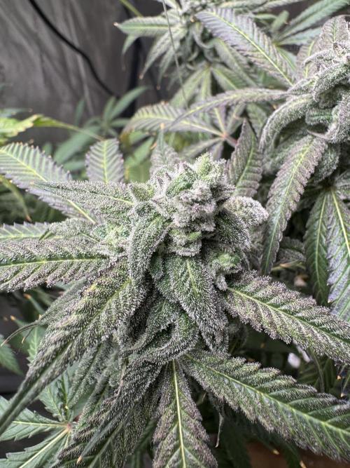 Square One Genetics. Week 16 - Pheno 1 the mutant