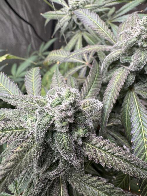 Square One Genetics. Week 16 - Pheno 1 the mutant