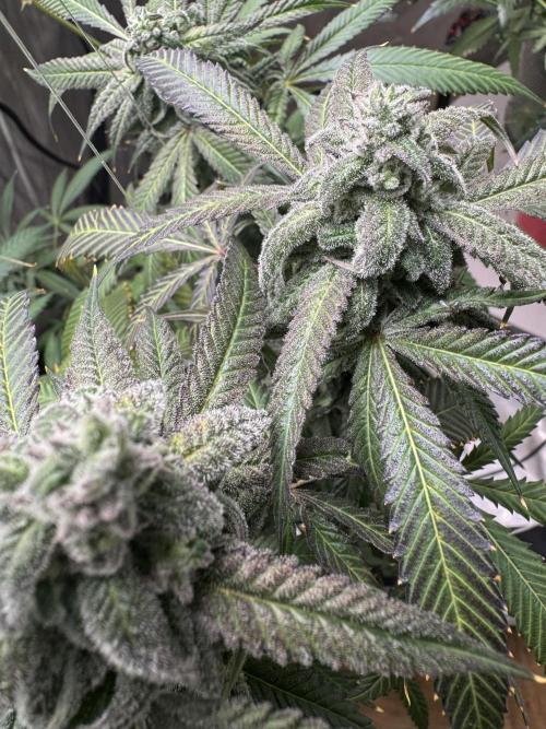 Square One Genetics. Week 16 - Pheno 1 the mutant