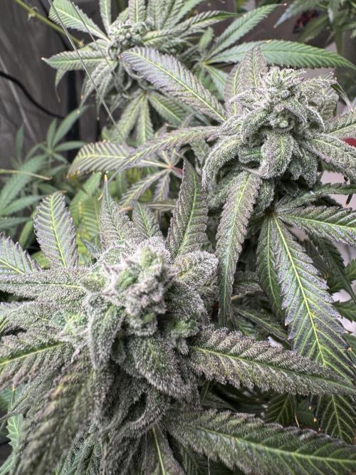 Square One Genetics. Week 16 - Pheno 1 the mutant