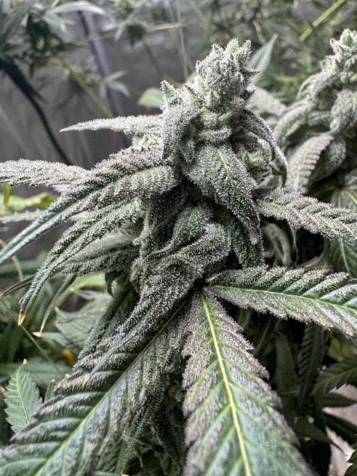 Square One Genetics. Week 16 - Pheno 1 the mutant