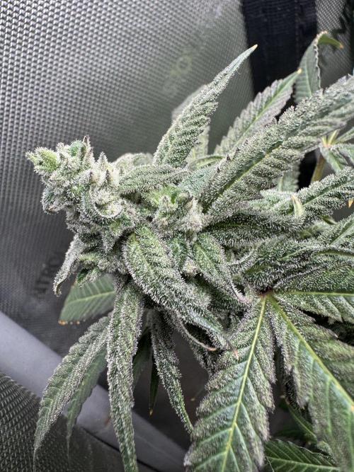 Square One Genetics. Week 16 - Pheno 1 the mutant