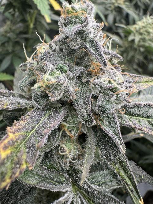 Square One Genetics. Week 16 - Pheno 2