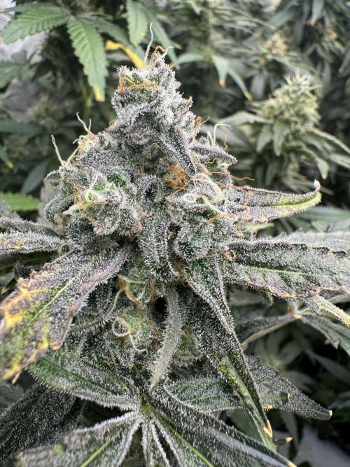 Square One Genetics. Week 16 - Pheno 2