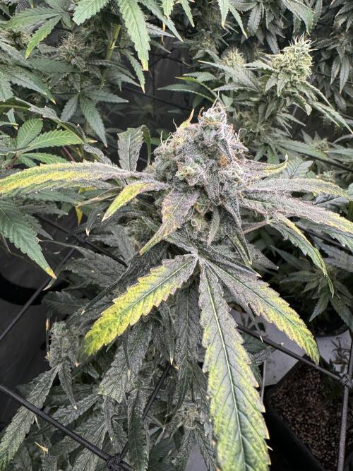 Square One Genetics. Week 16 - Pheno 2