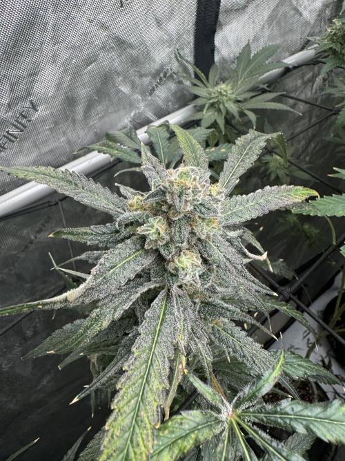 Square One Genetics. Week 16 - Pheno 2