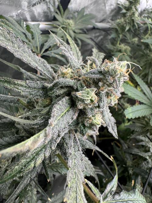 Square One Genetics. Week 16 - Pheno 2