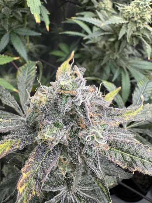 Square One Genetics. Week 16