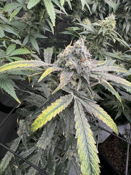 Square One Genetics. Week 16