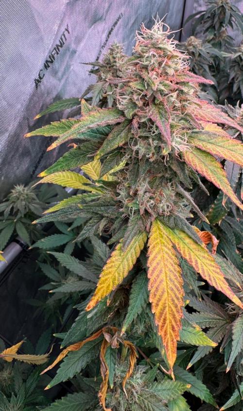 Barneys LSD Clones 2x. Week 6