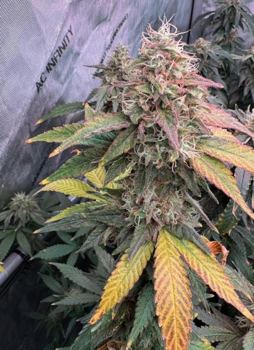 Barneys LSD Clones 2x. Week 6