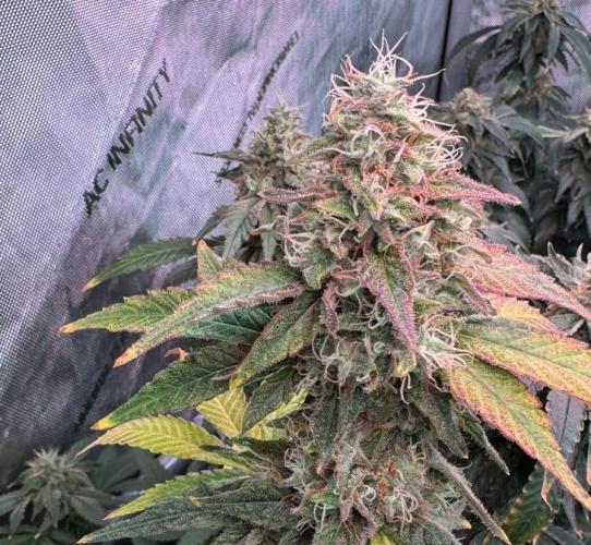 Barneys LSD Clones 2x. Week 6