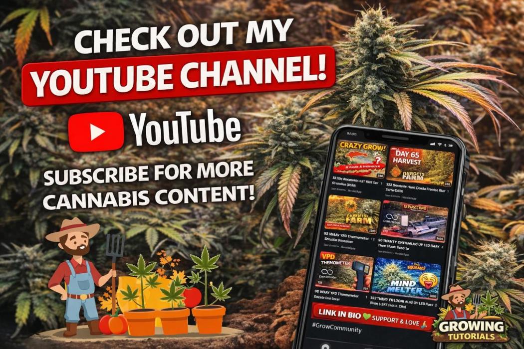 Square One Genetics – Chemferno. Week 0