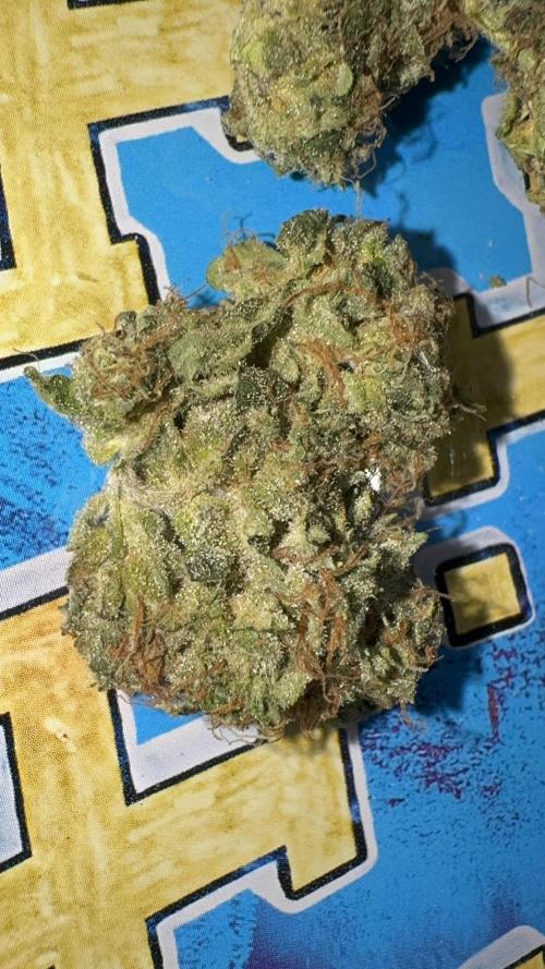 Dutch Passion. Week 14