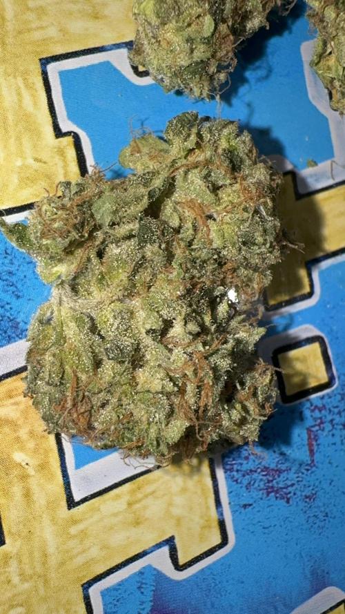 Dutch Passion. Week 14