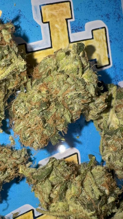 Dutch Passion. Week 14