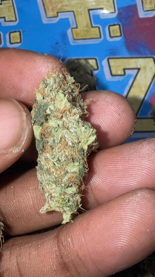 Dutch Passion. Week 14