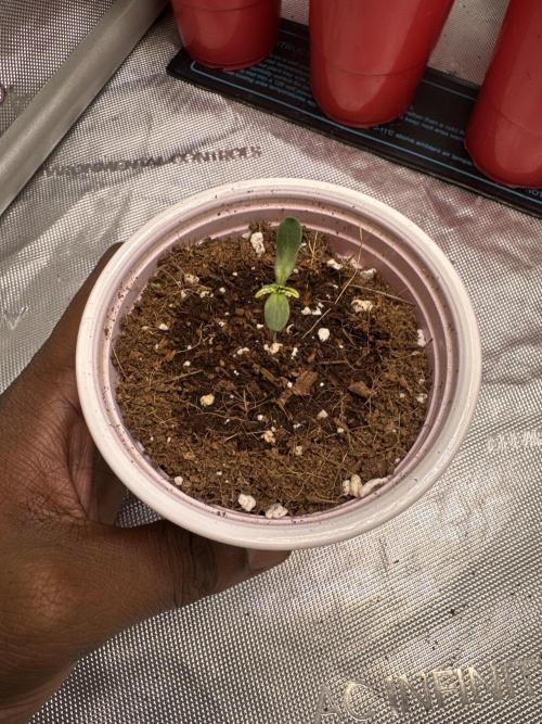 Terpgasm No Orgasm just Mutation GASM. Week 1 - Mutant 