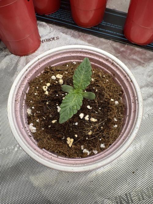 Terpgasm No Orgasm just Mutation GASM. Week 1 - Pheno 1