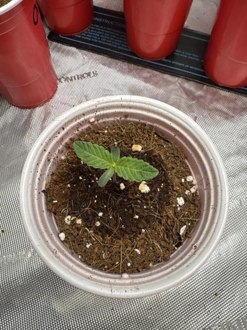 Terpgasm No Orgasm just Mutation GASM. Week 1 - Pheno 2