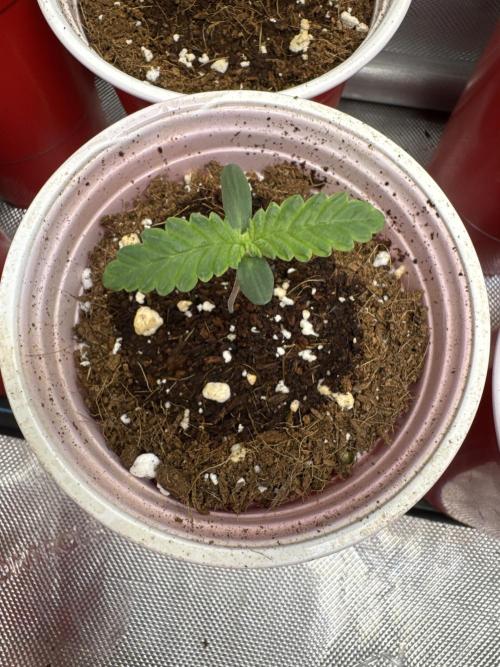 Square One Genetics – Chemferno. Week 1