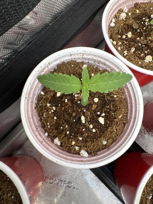 Square One Genetics – Chemferno. Week 1