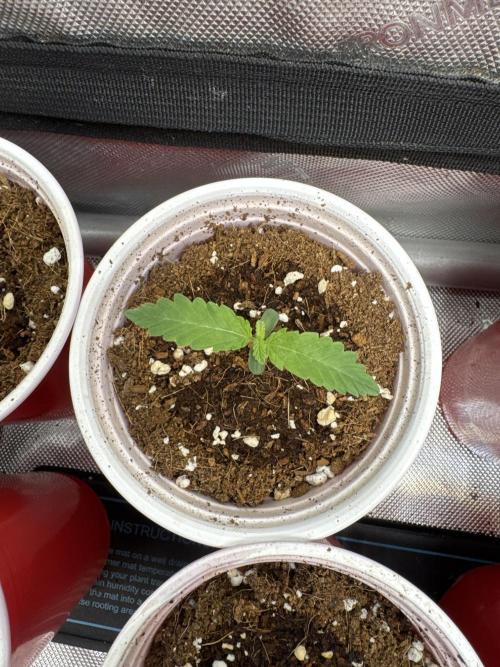 Square One Genetics – Chemferno. Week 1