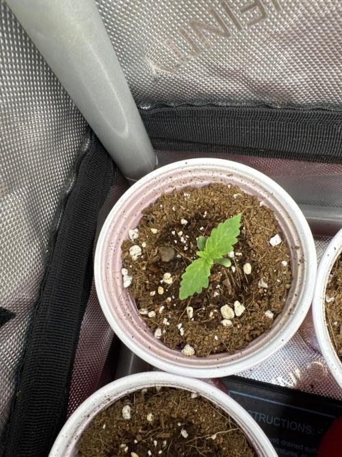 Square One Genetics – Chemferno. Week 1