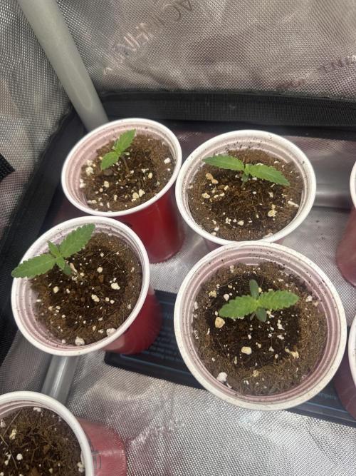 Square One Genetics – Chemferno. Week 1