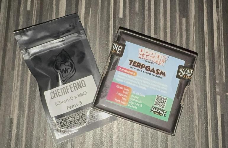 Square One Genetics – Chemferno. Week 1