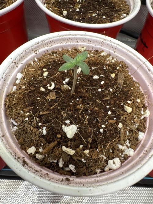 Melon Maki Watermelon Gelato x BlueZushi. Week 1