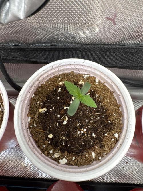 Melon Maki Watermelon Gelato x BlueZushi. Week 1
