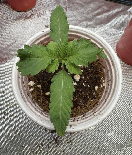 Terpgasm No Orgasm just Mutation GASM. Week 1 - Pheno 3