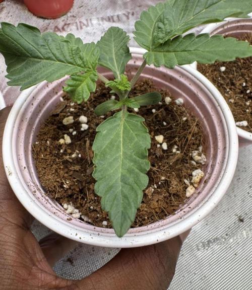 Terpgasm No Orgasm just Mutation GASM. Week 1 - Pheno 2