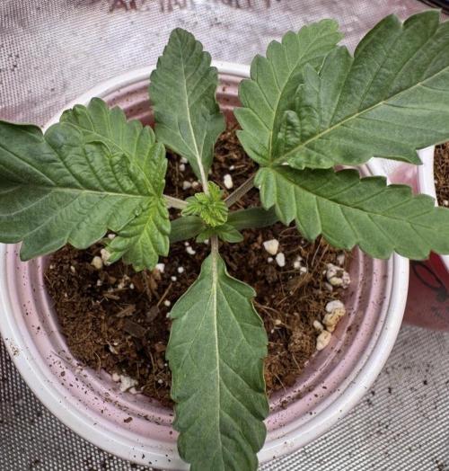 Terpgasm No Orgasm just Mutation GASM. Week 1 - Pheno 2