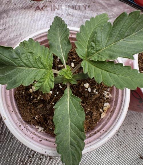 Terpgasm No Orgasm just Mutation GASM. Week 1 - Pheno 2